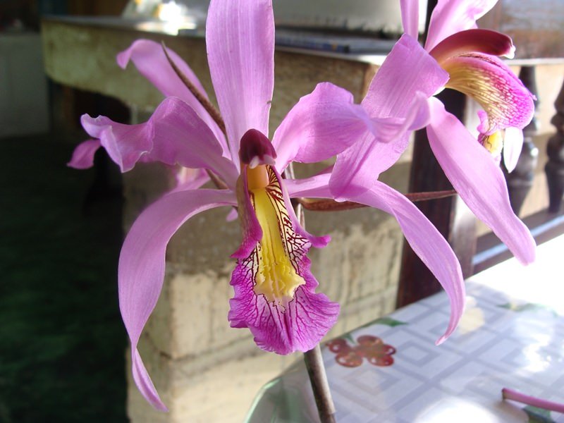 Laelia superbiens